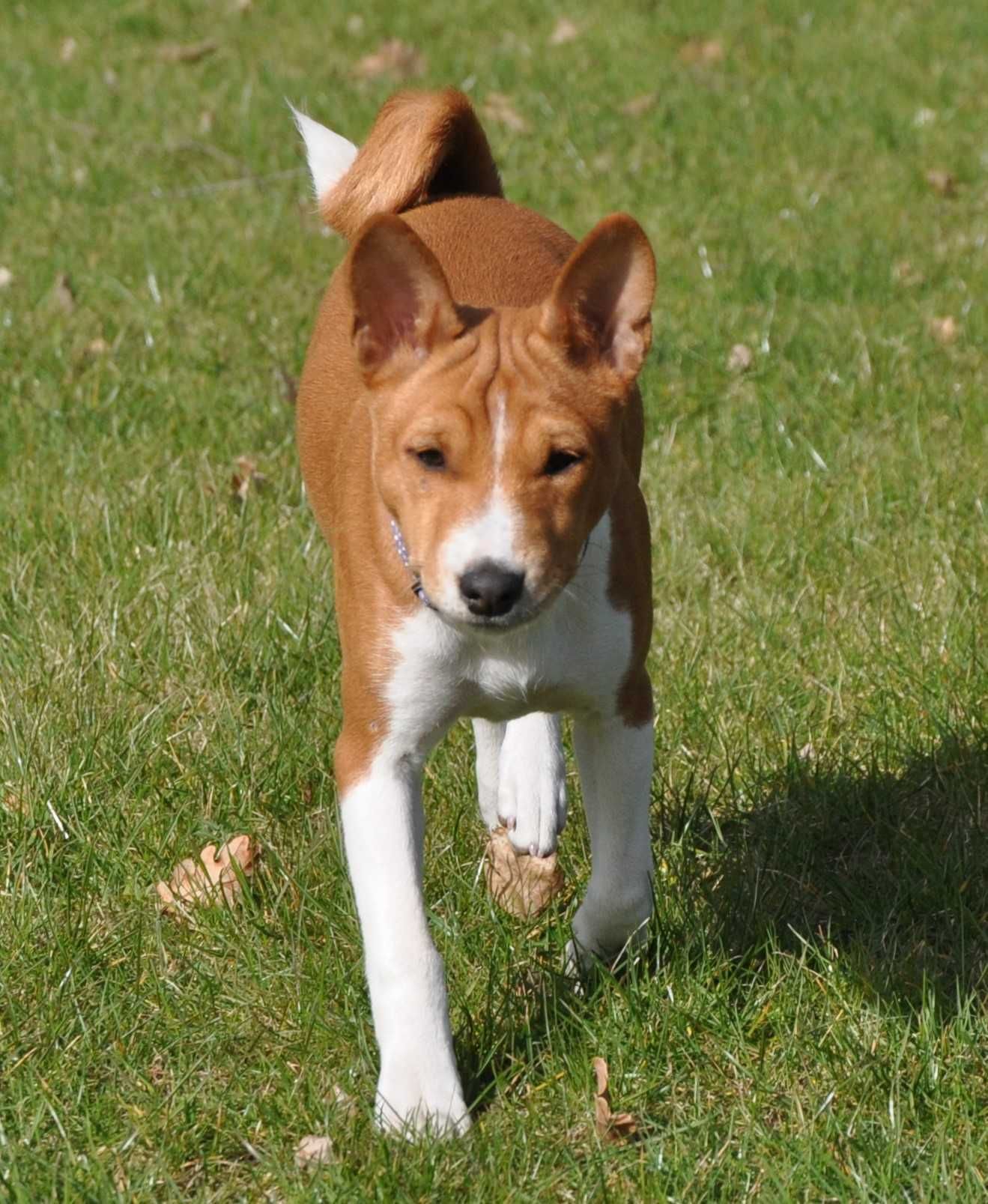 Basenji suczka rudo biała hodowla ZKwP, rodowód  ZKwP