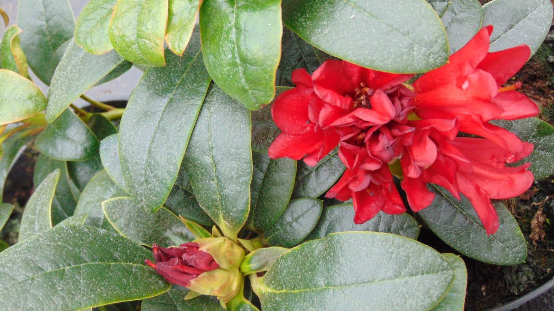 Rododendron Premium