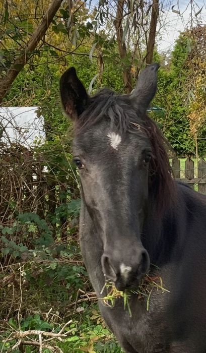 Na sprzedaż: ogier śląski TOREZ (1 rok)