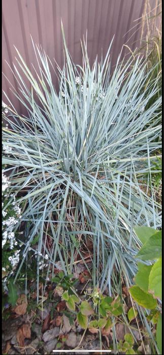 Продам надлишки багаторічних розслин з власного саду.