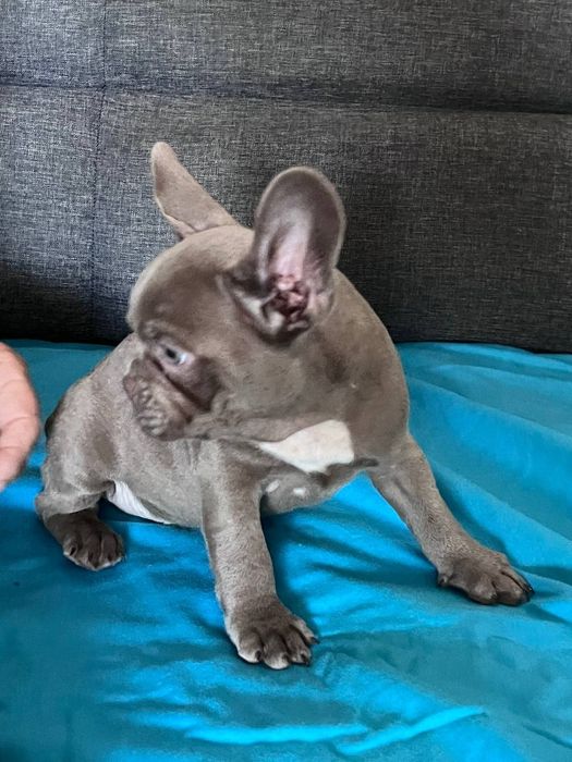 Французский бульдог