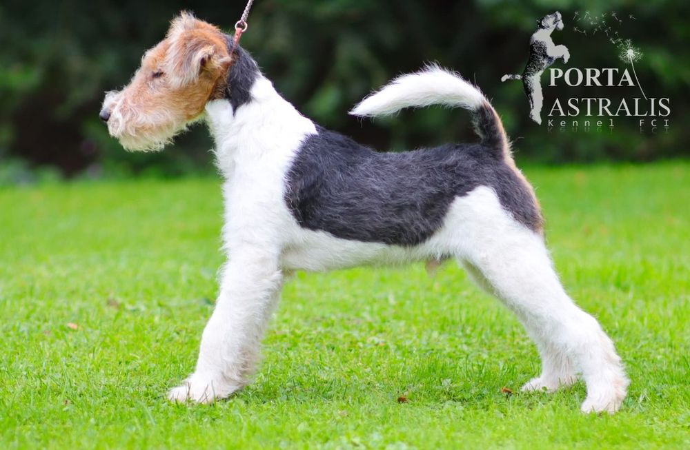 Foksterier szorstkowłosy chłopczyk gotowy do odbioru  ZKwP/FCI