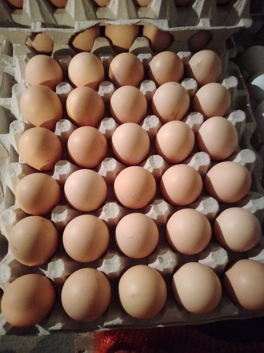 Świeże jajka duże prosto z wsi