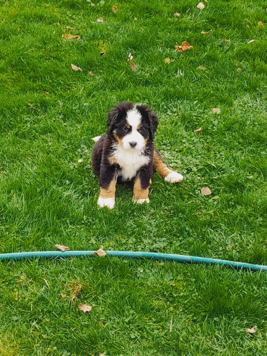 Sprzedam Psa berneńczyka