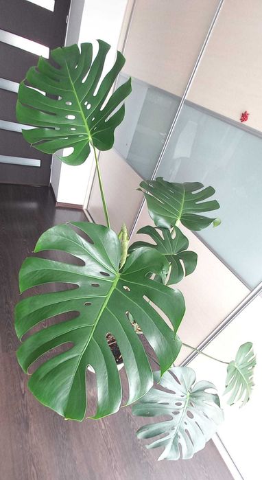 Monstera kwiat sprzedam