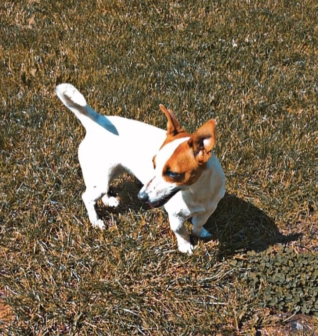 Jack Russell terrier szczeniak - piesek