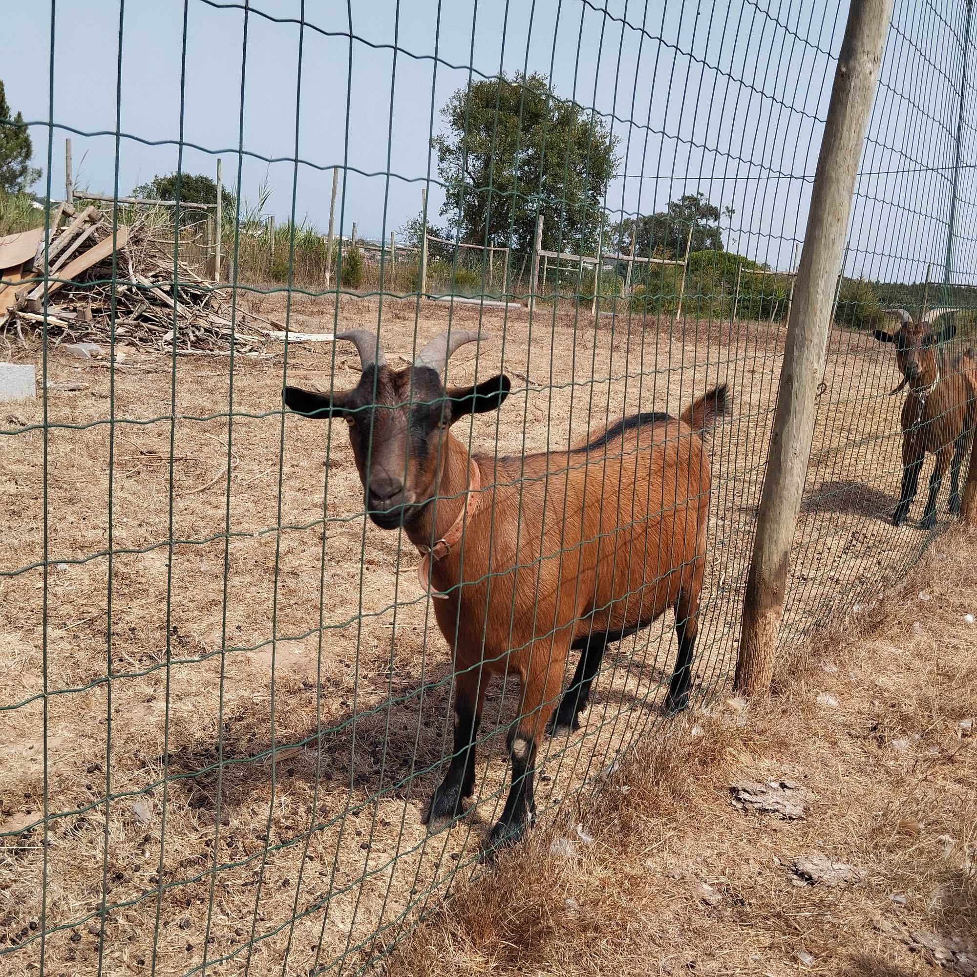 Cabras anas tipo Montez
