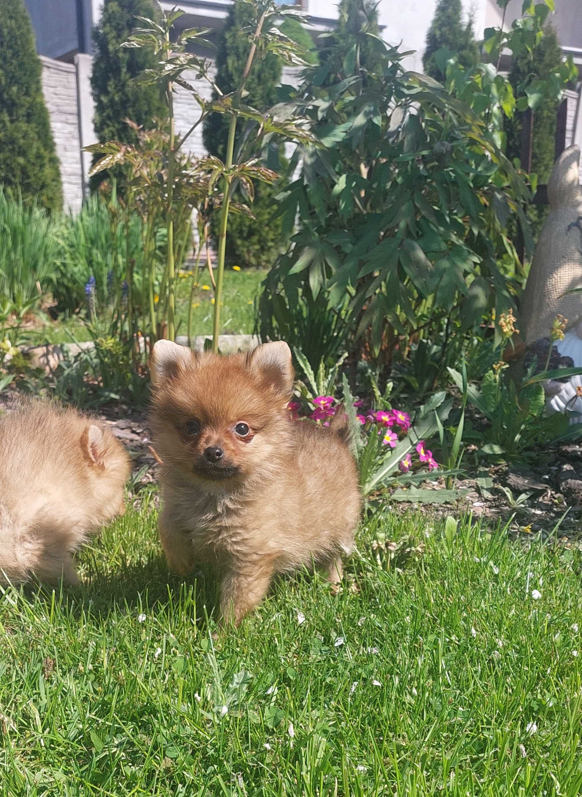 Szpic Miniaturowy,  Boo , Pomeranian