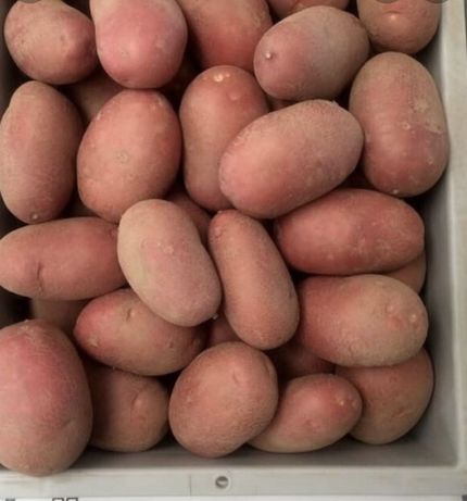 Продам смачну домашню велику картоплю Беллароза 3 тони