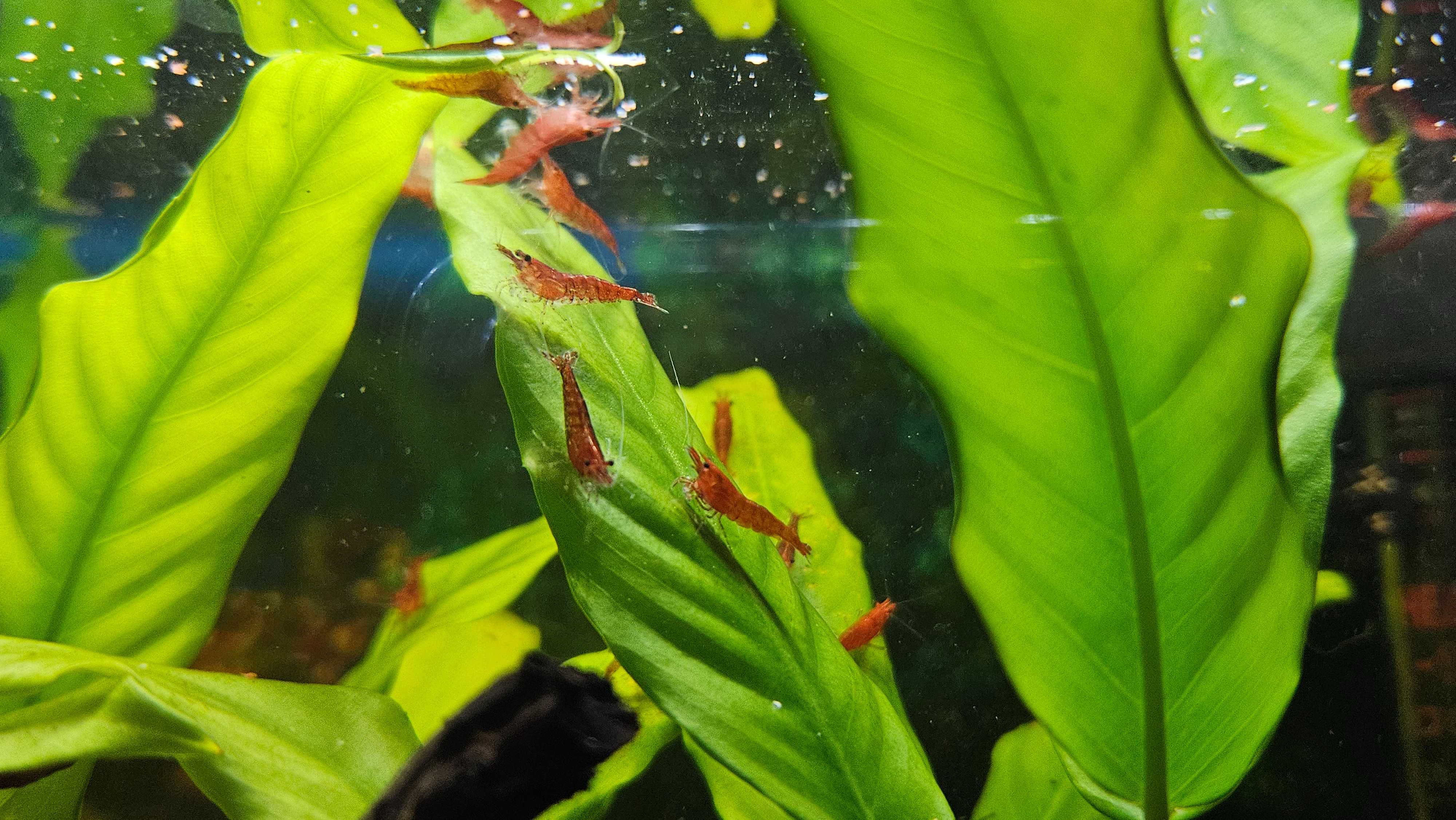 Camarão Red Fire -> Disponível pack de Camarões
