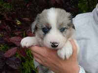 Piękny piesek Border collie