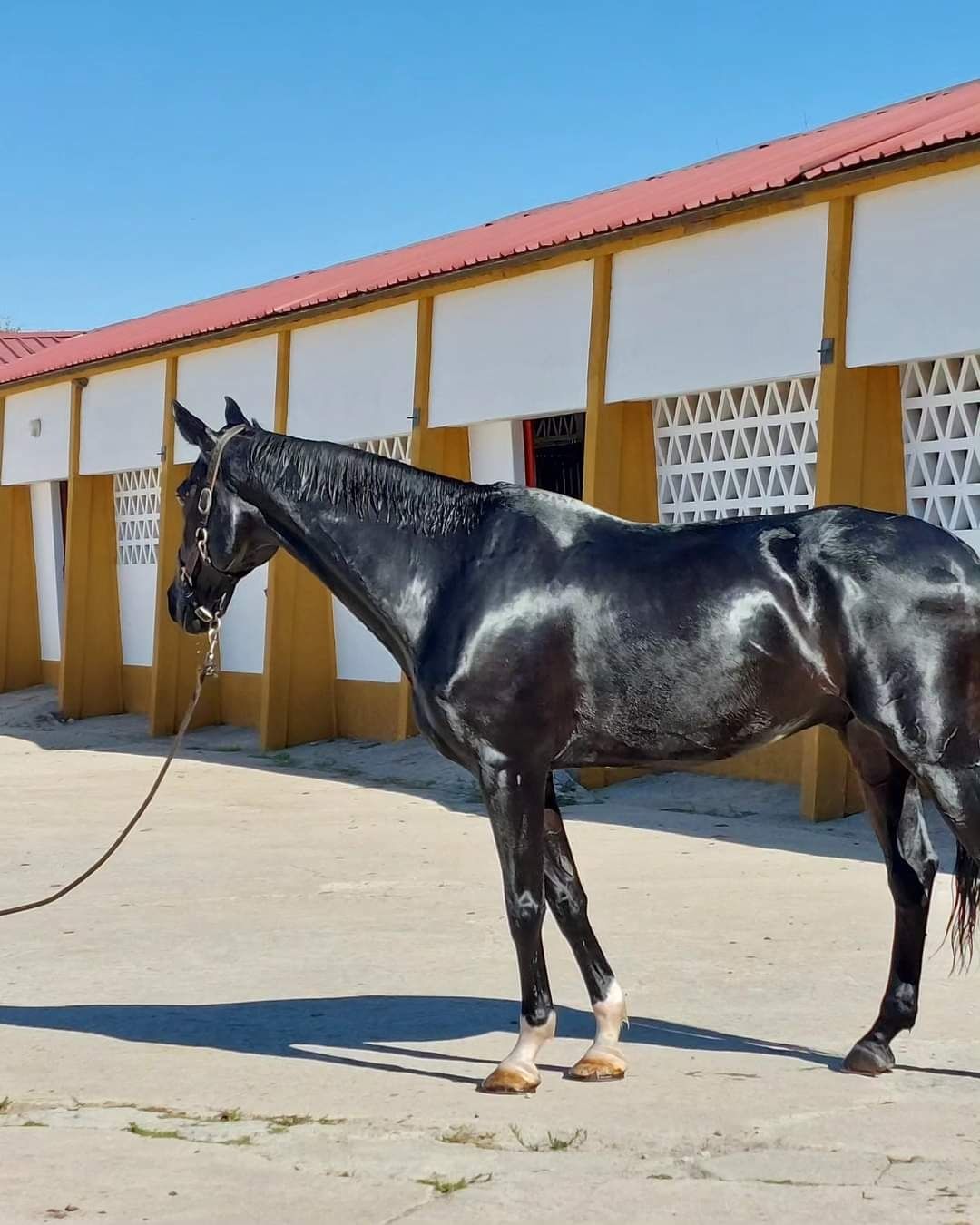 Vendo excelente cavalo