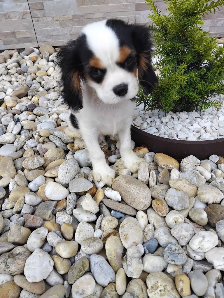 Piesek Cavalier King Charles Spaniel