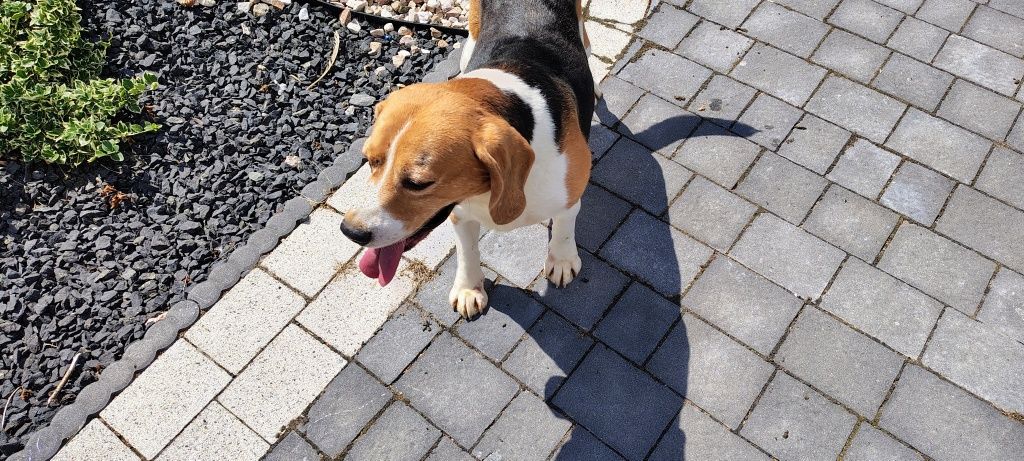 Beagle dorosły piesek 2 lata