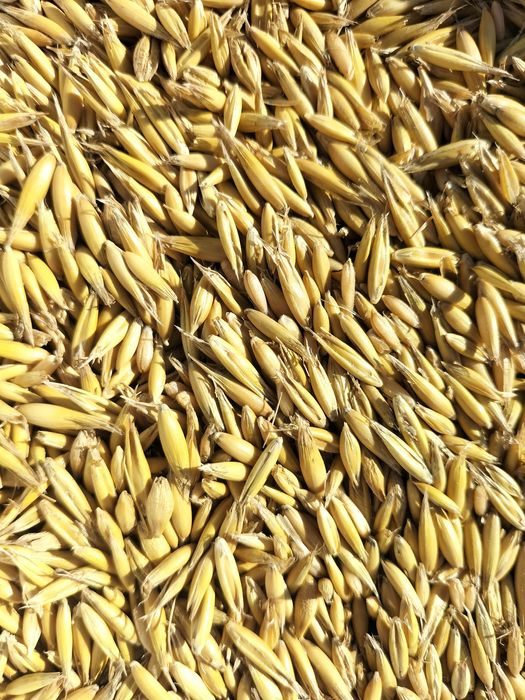 Owies paszowy – świeże ziarno dla kur gołębi i papug worki 20kg
