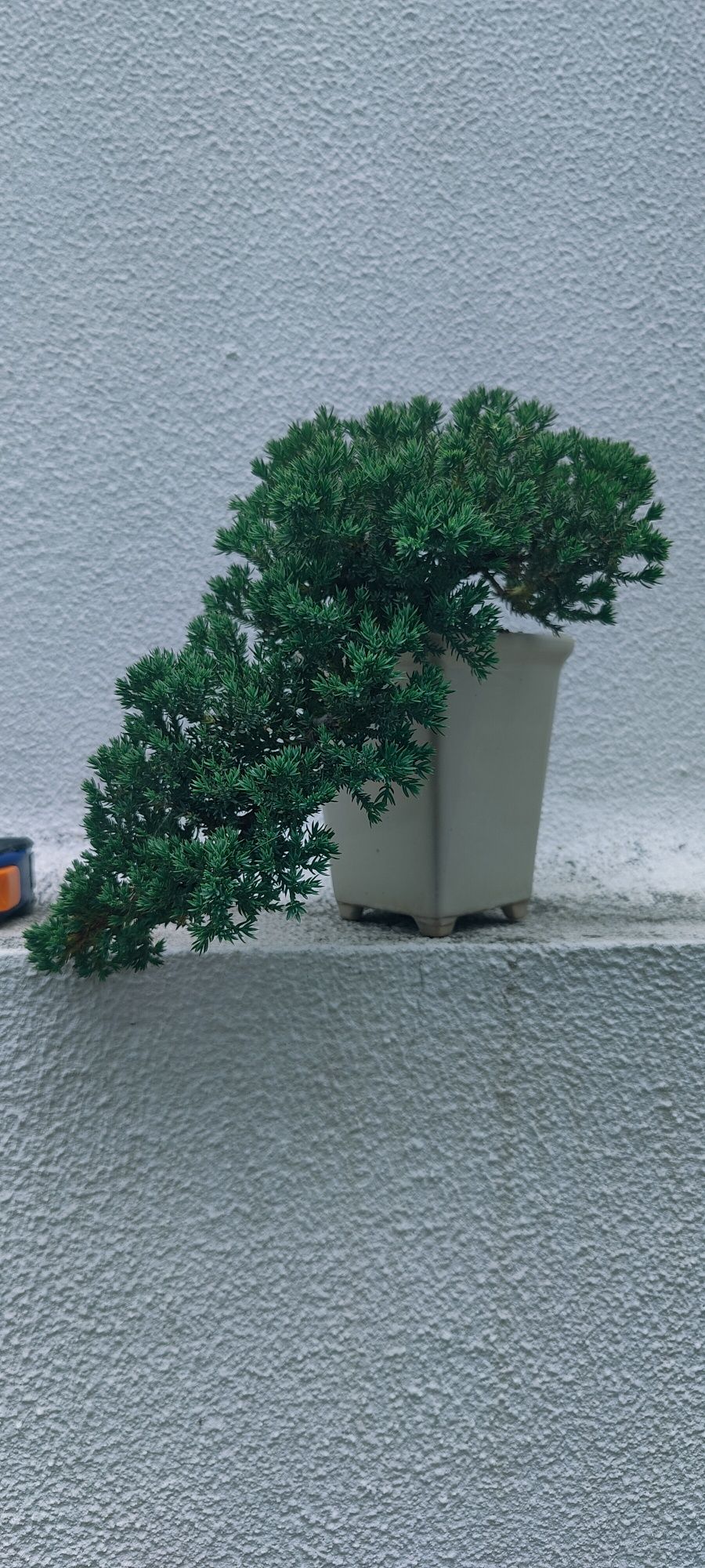 Bonsai Juniperus P. Nana