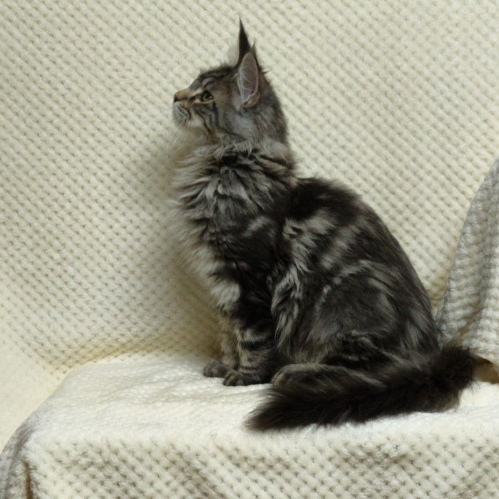 Справжні  Мейн-куни з розплідника .Розпродаж підлітків та дорослих .