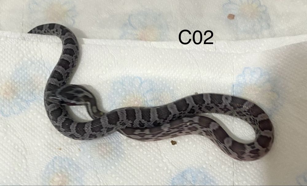 Wąż zbożowy Amel / Cinder / Snow / Pied / box + akceosora
