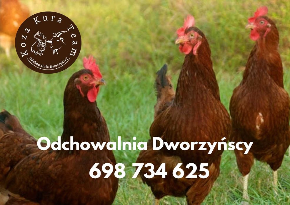 Kury nioski, odchowane