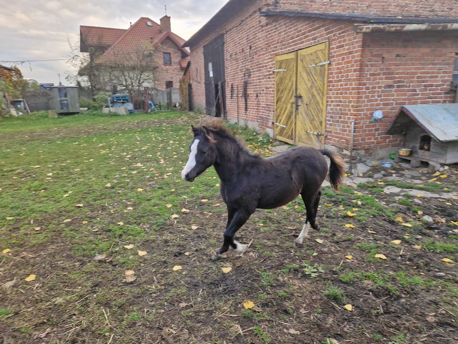 Ogierek kuc walijski PL PLUTON