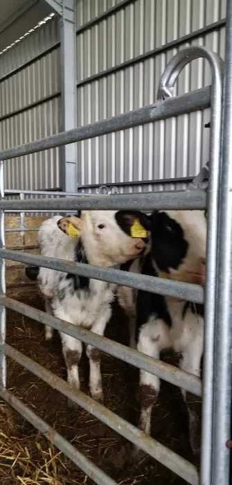 Wygrodzenia, panele ogrodzeniowe dla bydła