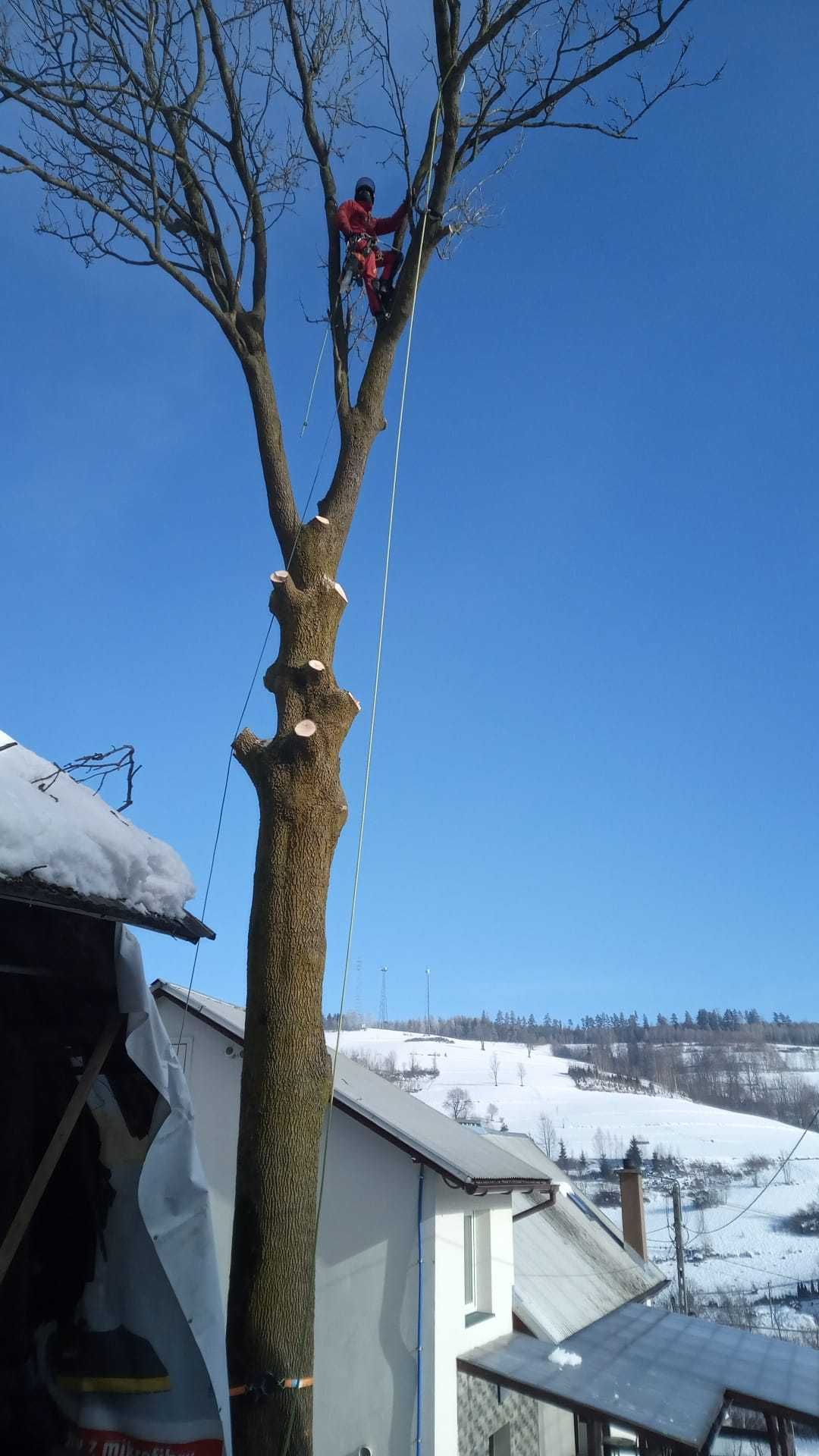 Wycinka drzew, pielęgnacja drzew, czyszczenie działek, usługi rębakiem