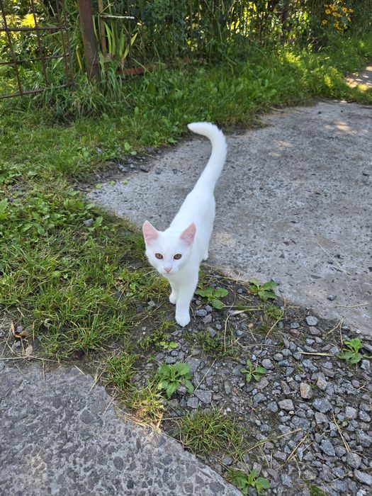 Безкоштовно віддам кошеня в хороші руки