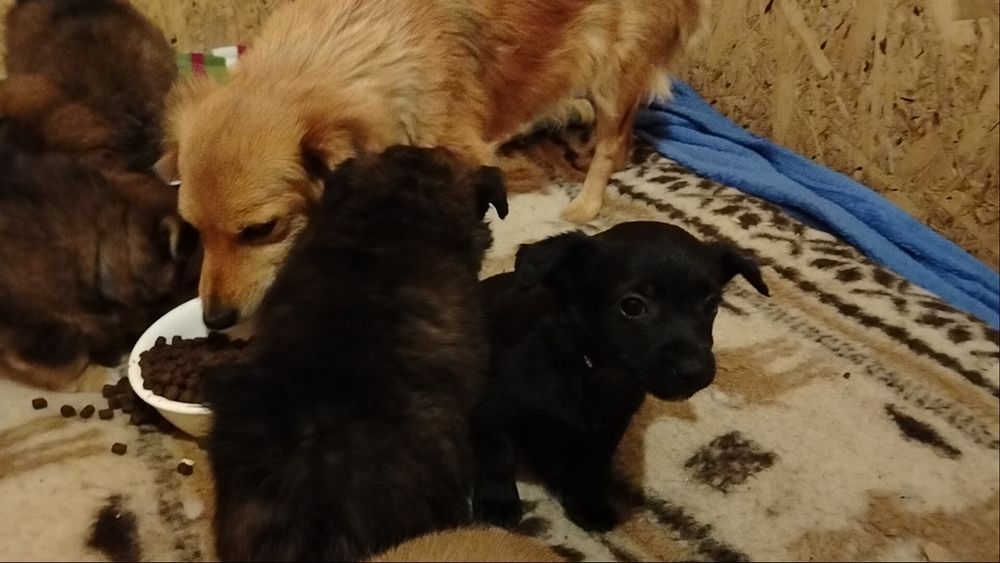 Piękne bąbelki do adopcji