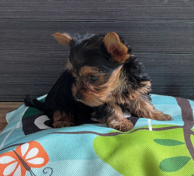 York - kochany rozrabiaka