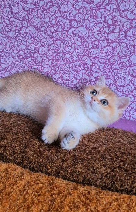 Наша красотка станет вашей золотая шиншилла