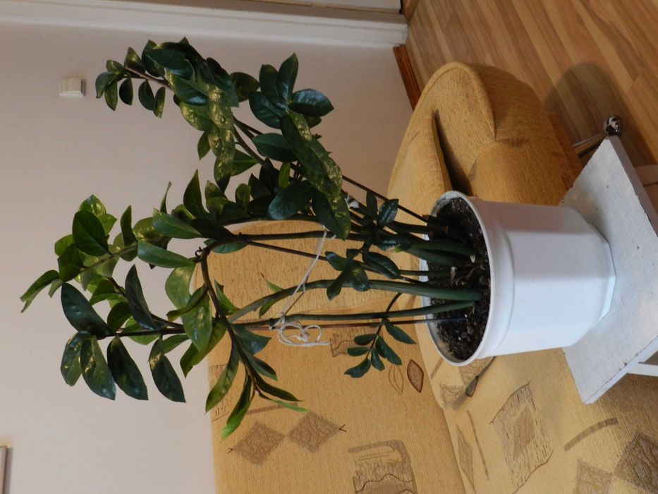 Piękny kwiat ZAMIOKULKAS