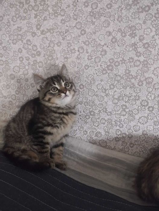 Милі кошенята в добрі руки