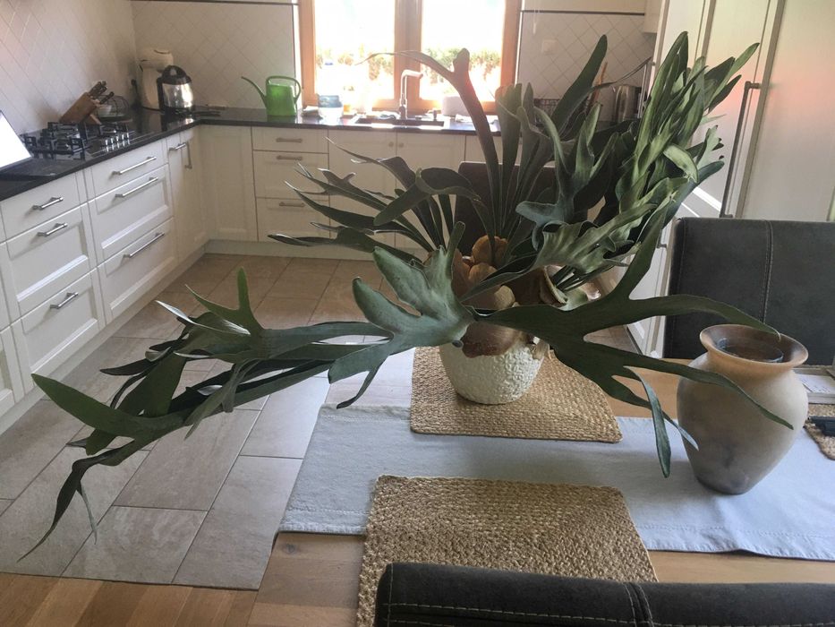 Płaskla - Łosie rogi