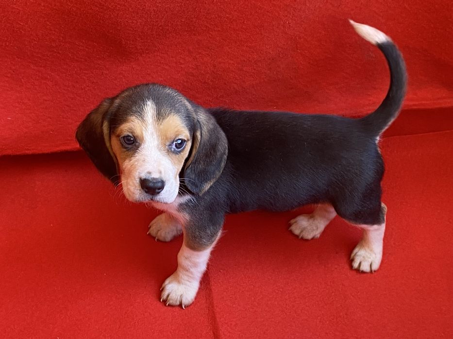 Cachorro Beagle tricolor exelente