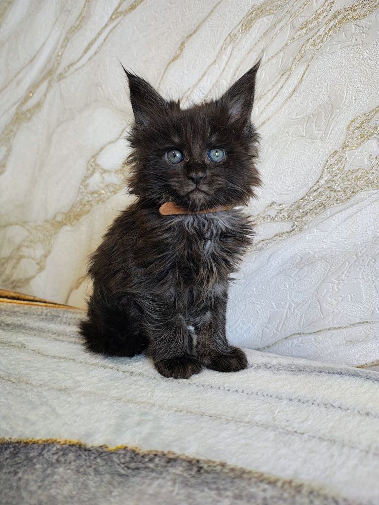Kocurek Maine Coon