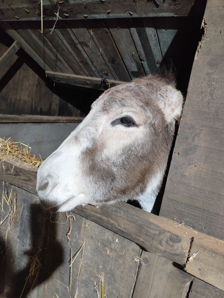 Burro cruz de cristo