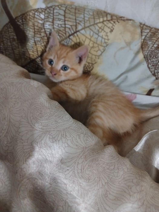 БЕЗКОШТОВНО віддам кошенят