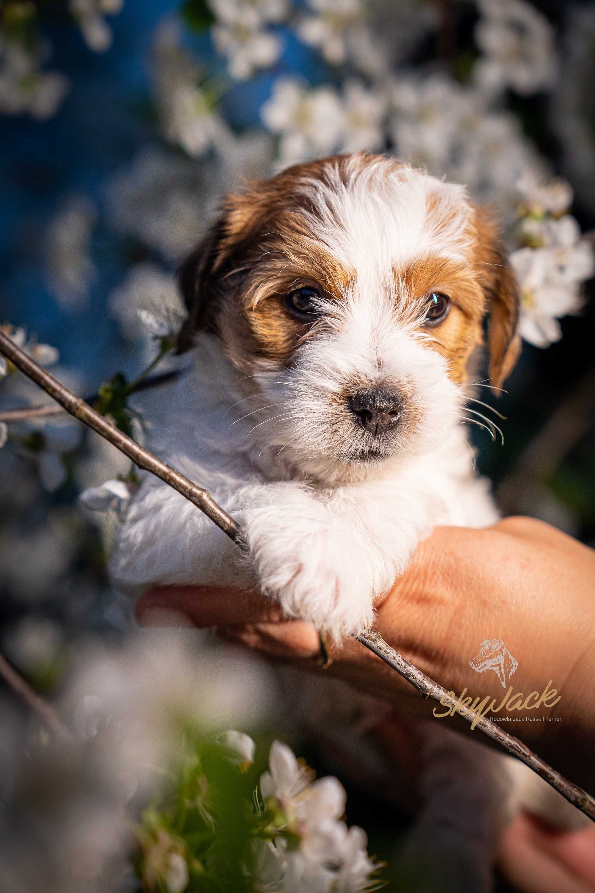 Jack Russel Terrier FCI ZKWP