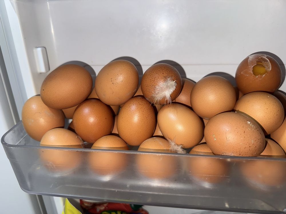 Курячі яйця домашні