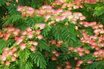 Albicja Albizia julibrissin – sadzonka 20–30 cm w doniczce, -15°C