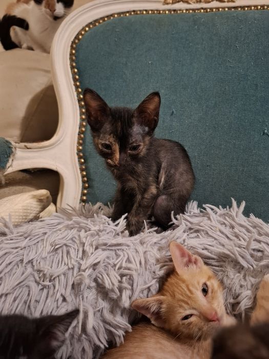 Gatos bebés para adopção responsável