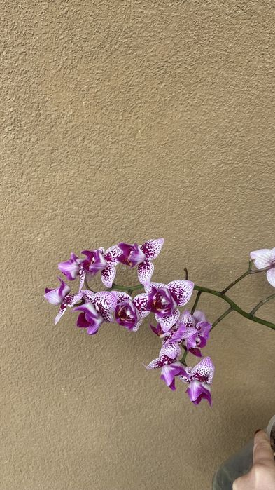 Орхідея пелор мультифлора-400 грн