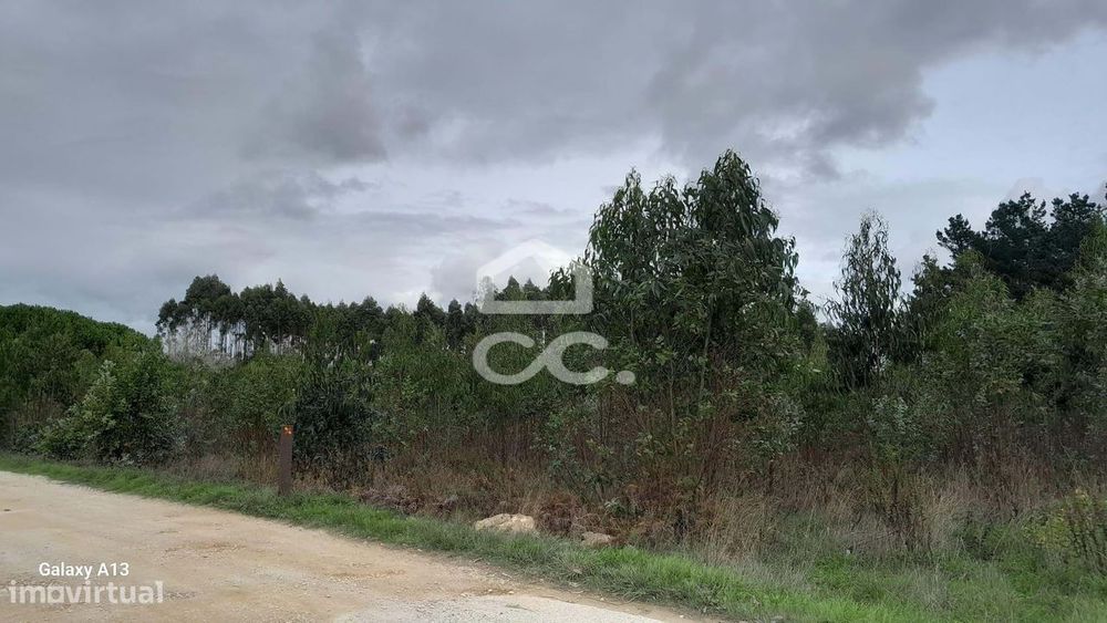 Oportunidade Imperdível: Terreno com Eucaliptos em Cesaredas!