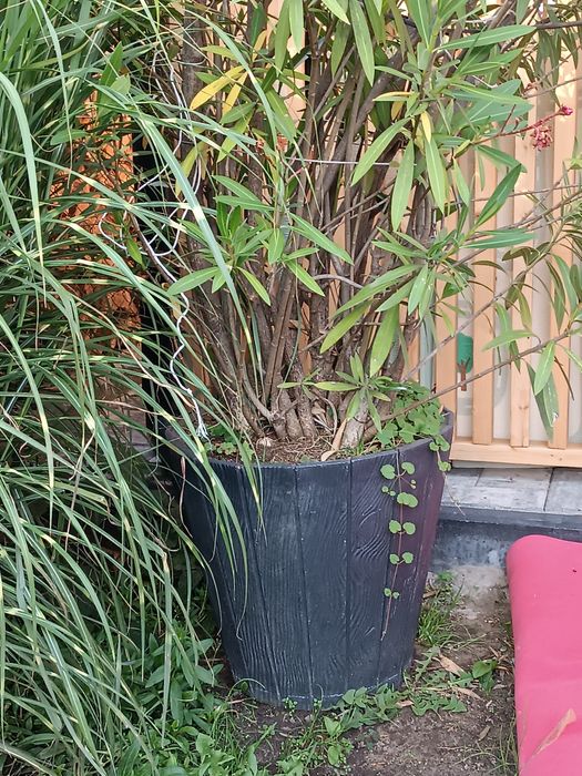 Oleander  różowy o podwójnych kwiatach