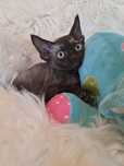 **PIXEL**devon rex kocurek black do rezerwacji
