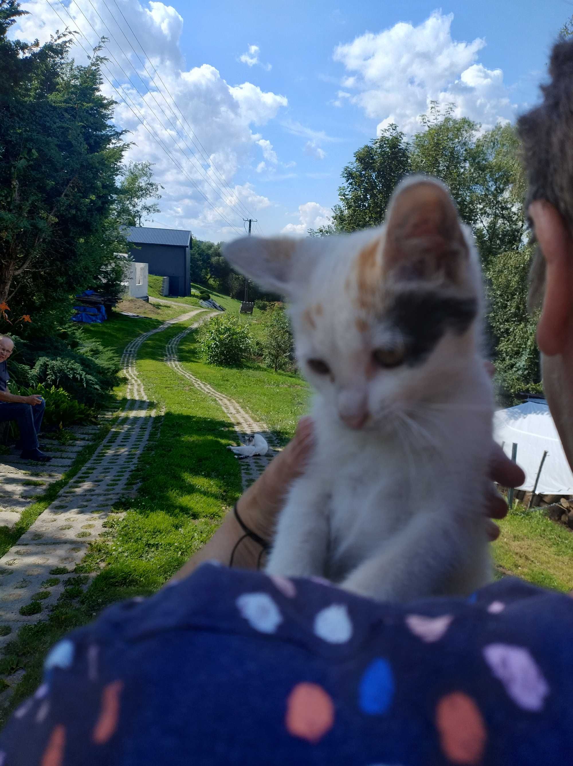 Kotek szuka domu