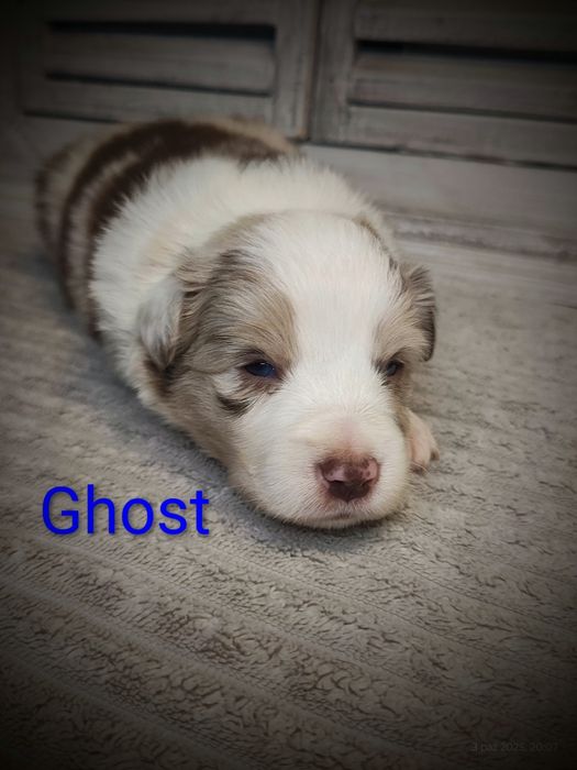 Border collie piesek red merle przebadani rodzice