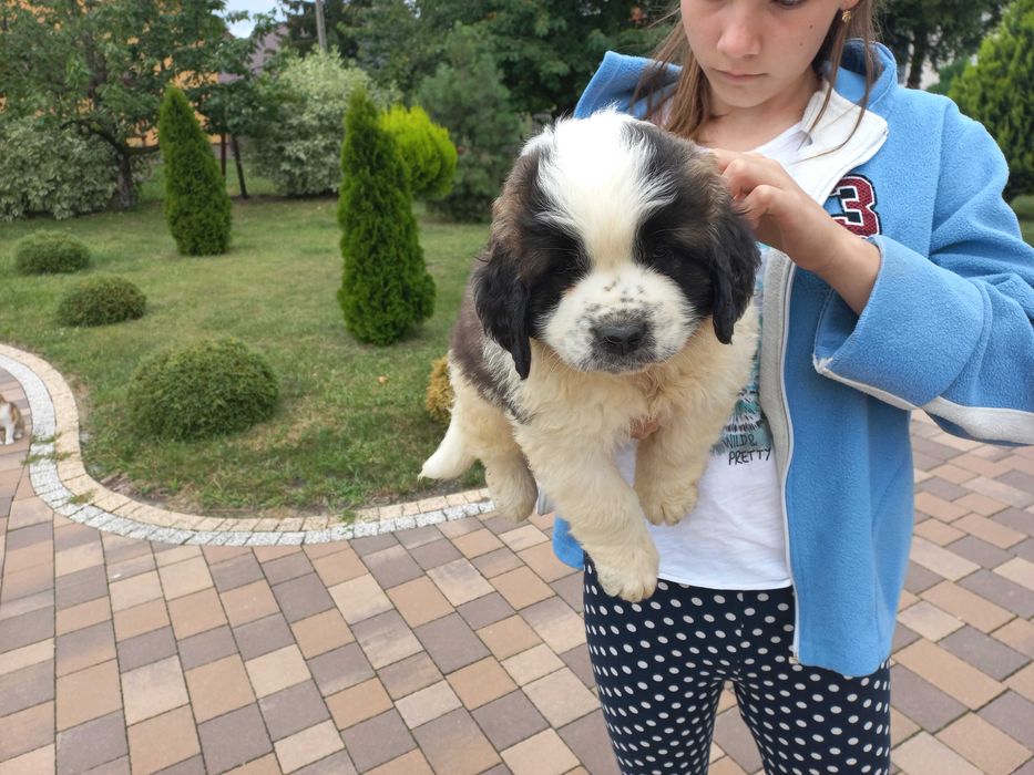 Moskiewski pies stróżujący