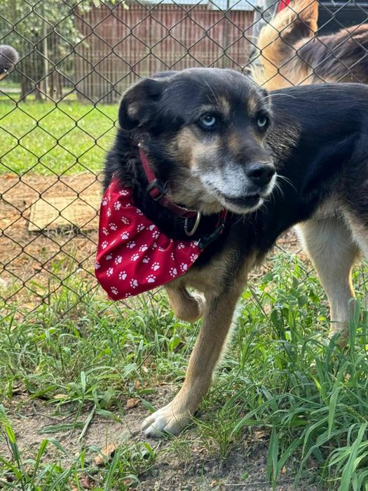 Błękitnooka piękność do adopcji