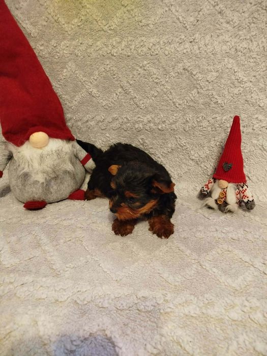 Sprzedam bardzo piękną suczke York